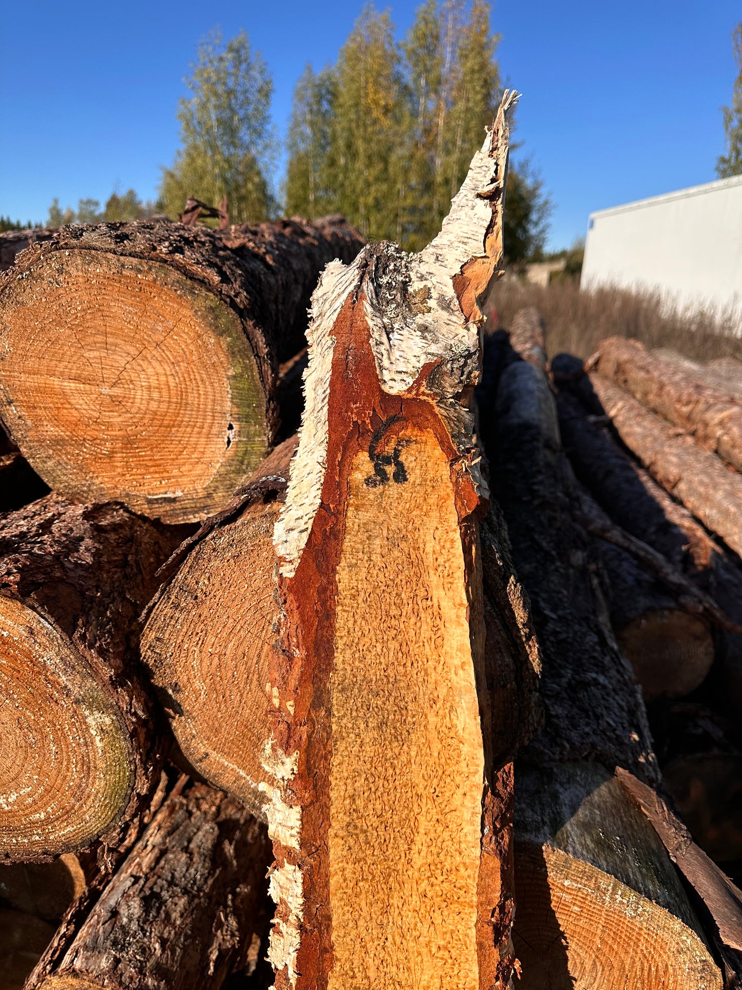 Curly Birch plank nr. 35