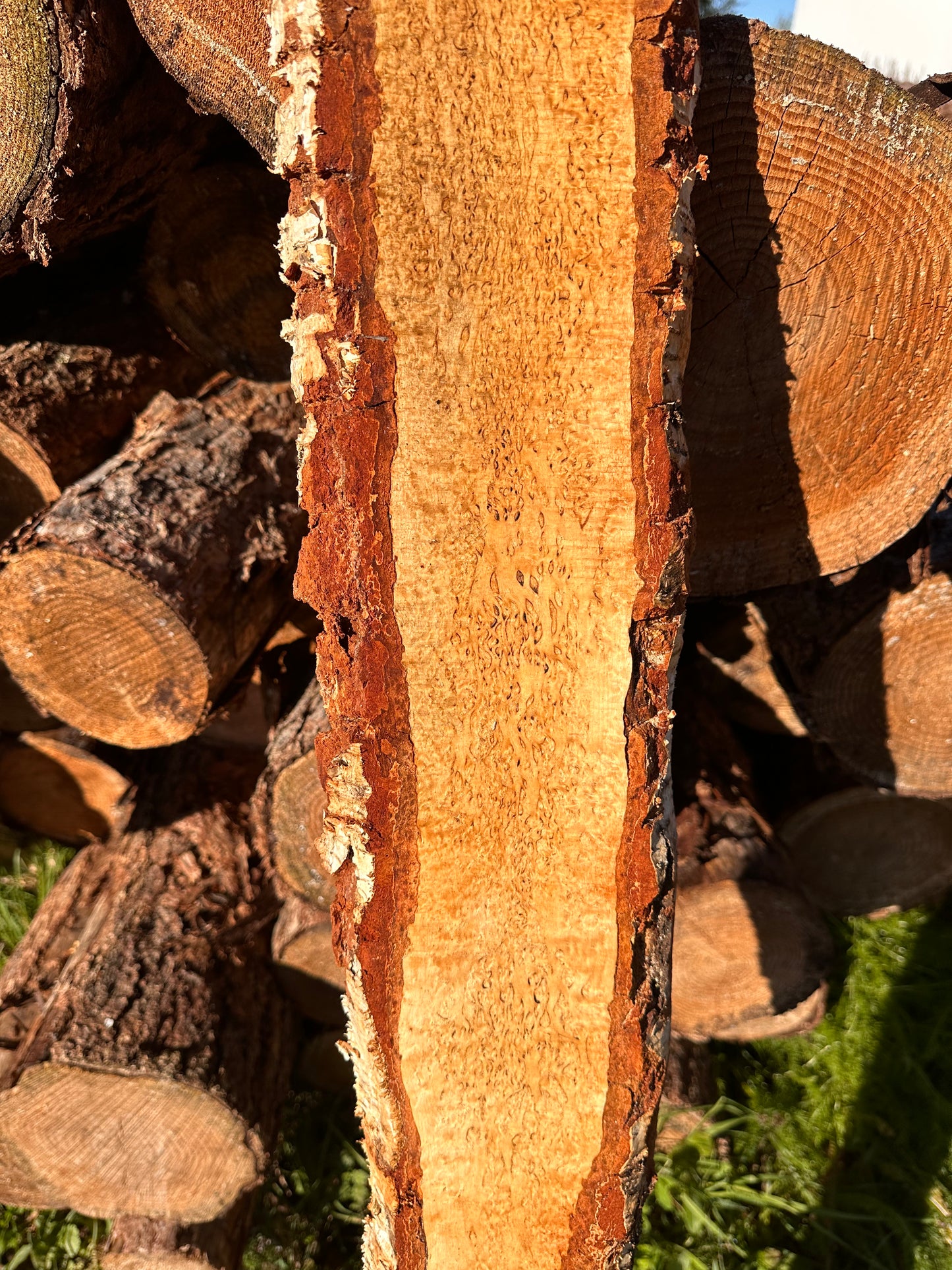 Curly Birch plank nr. 35