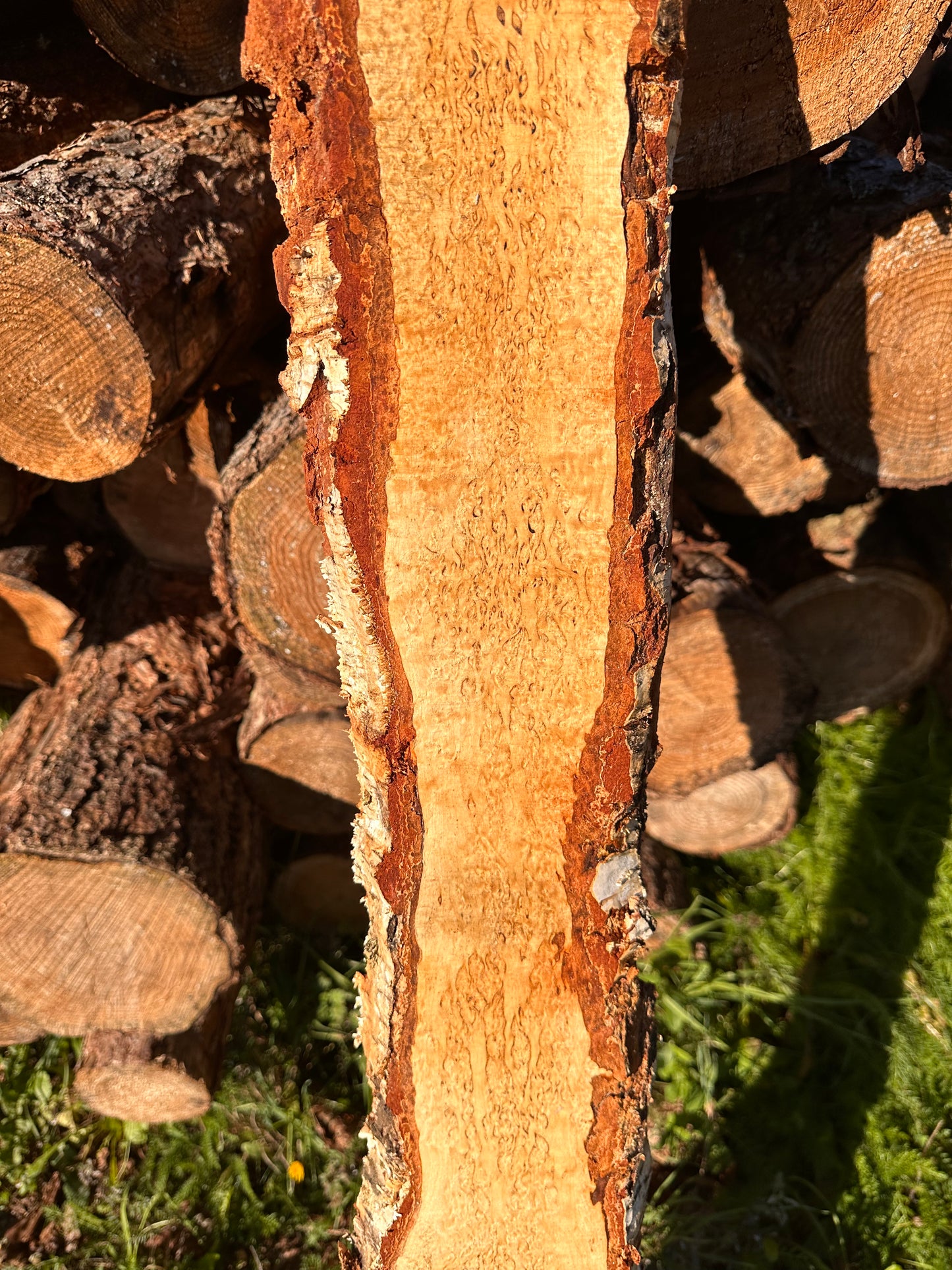 Curly Birch plank nr. 35