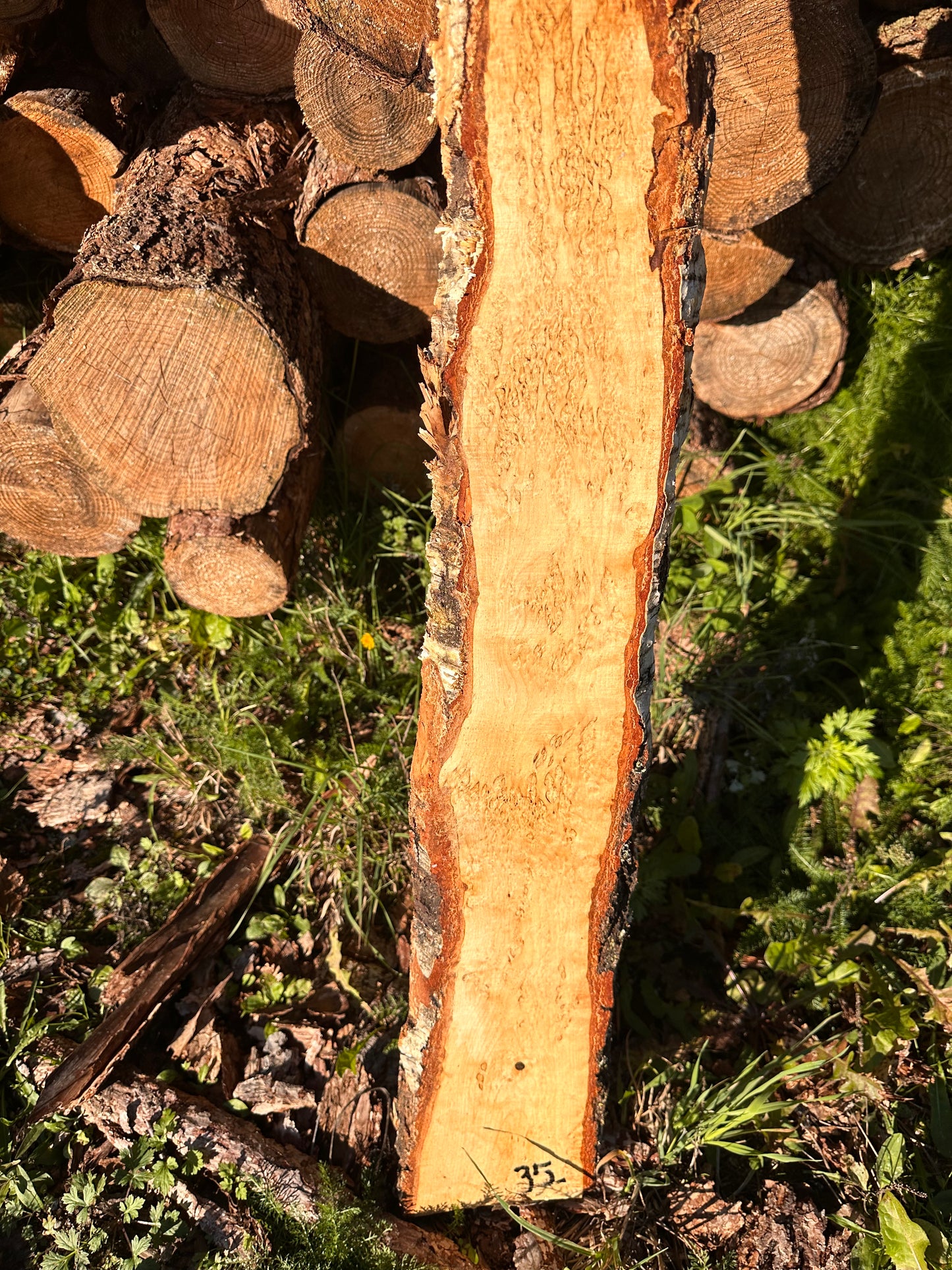 Curly Birch plank nr. 35