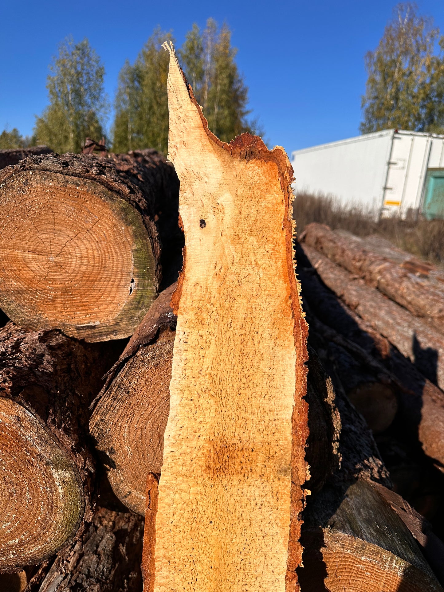 Curly Birch plank nr. 35