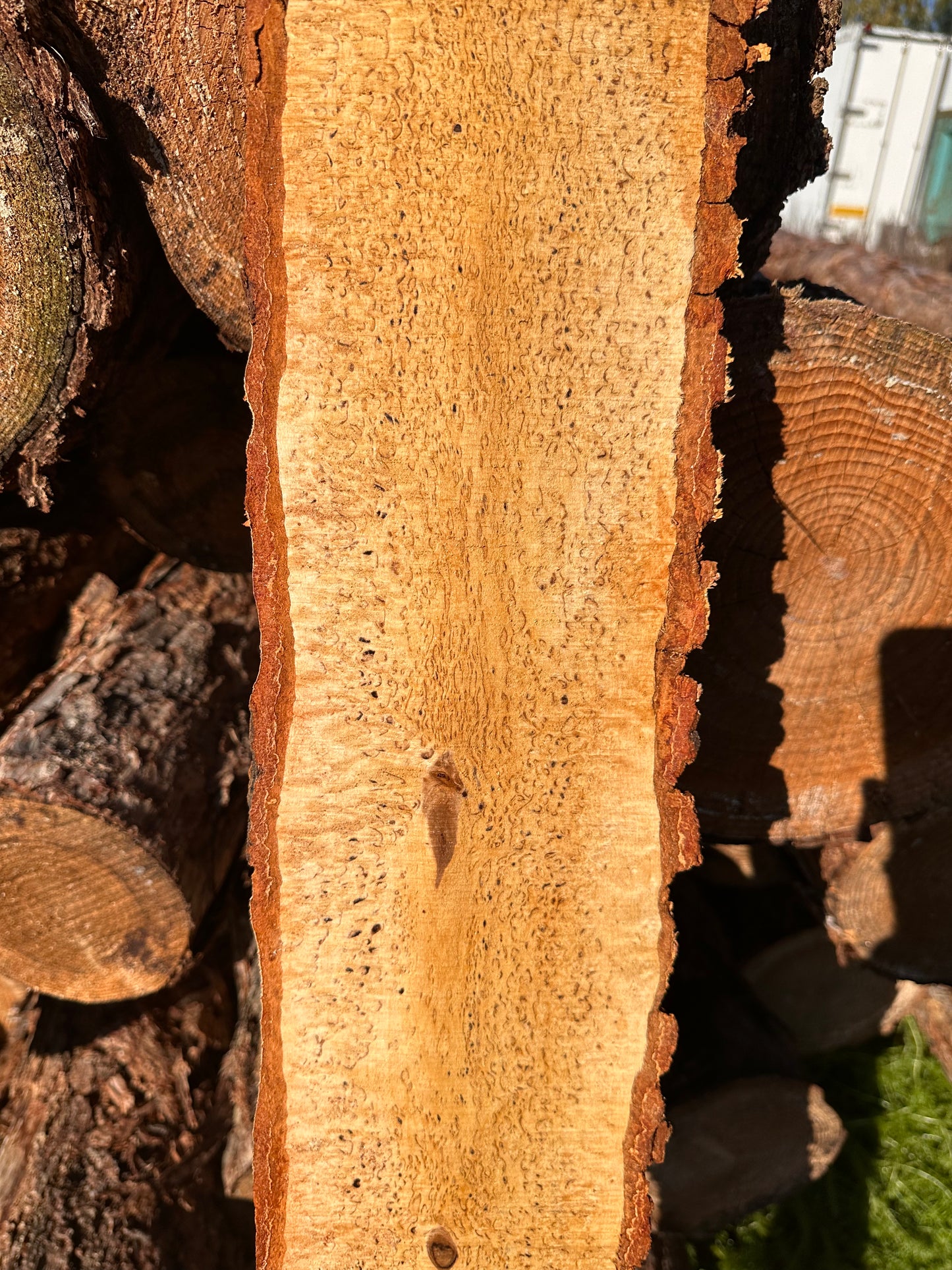 Curly Birch plank nr. 35
