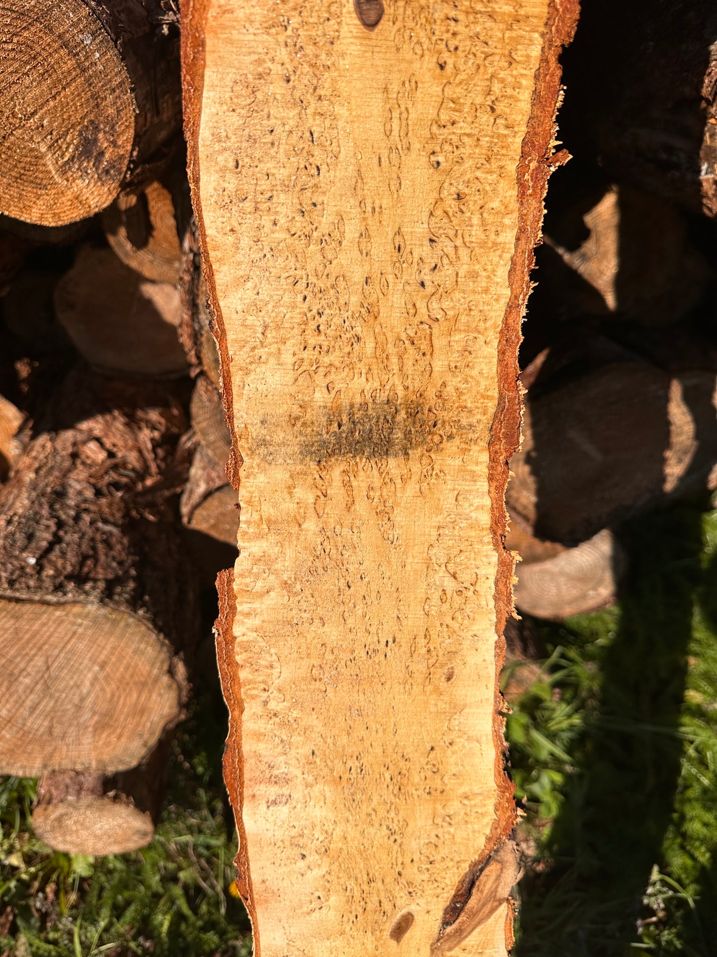 Curly Birch plank nr. 35