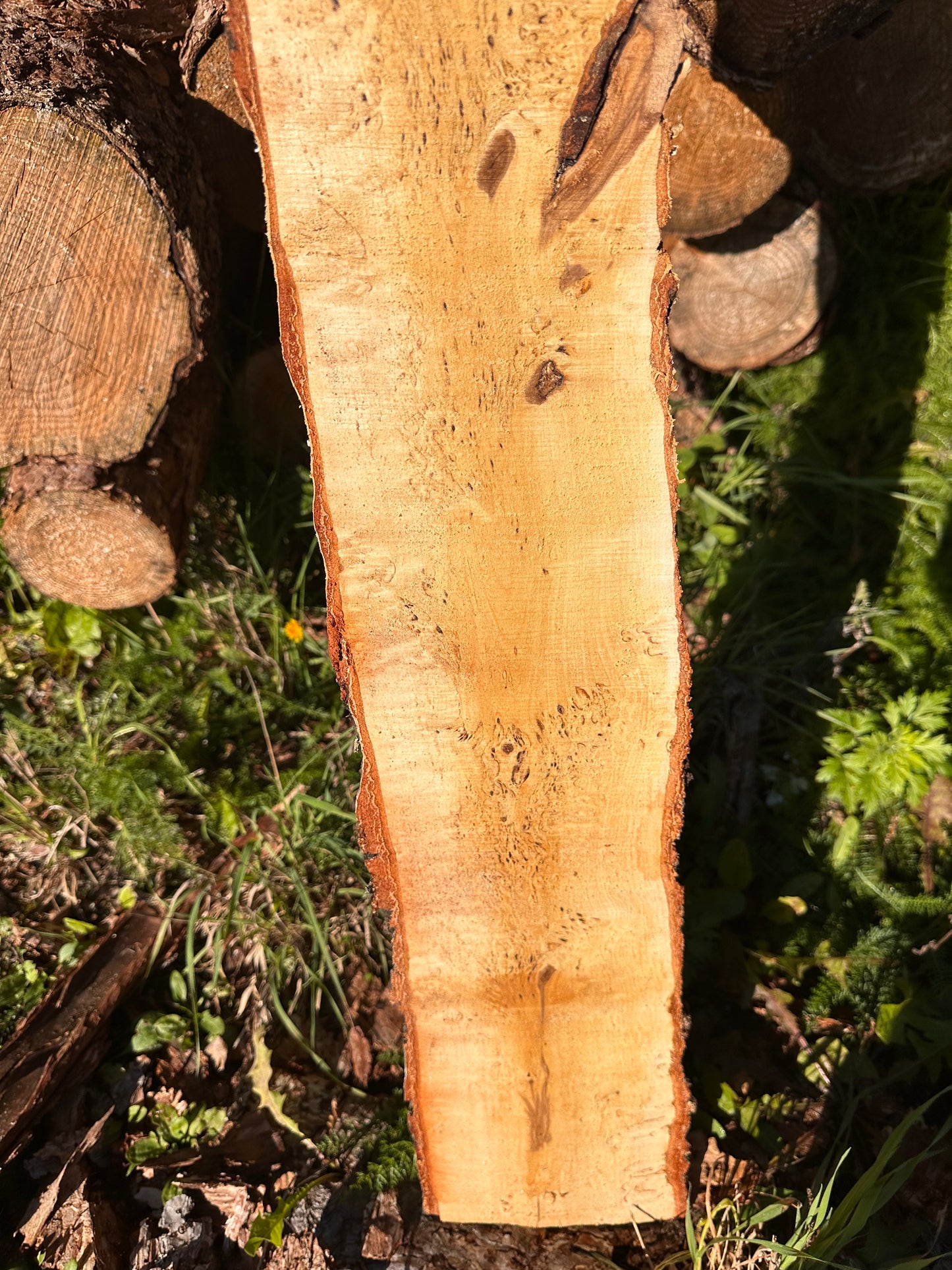 Curly Birch plank nr. 35