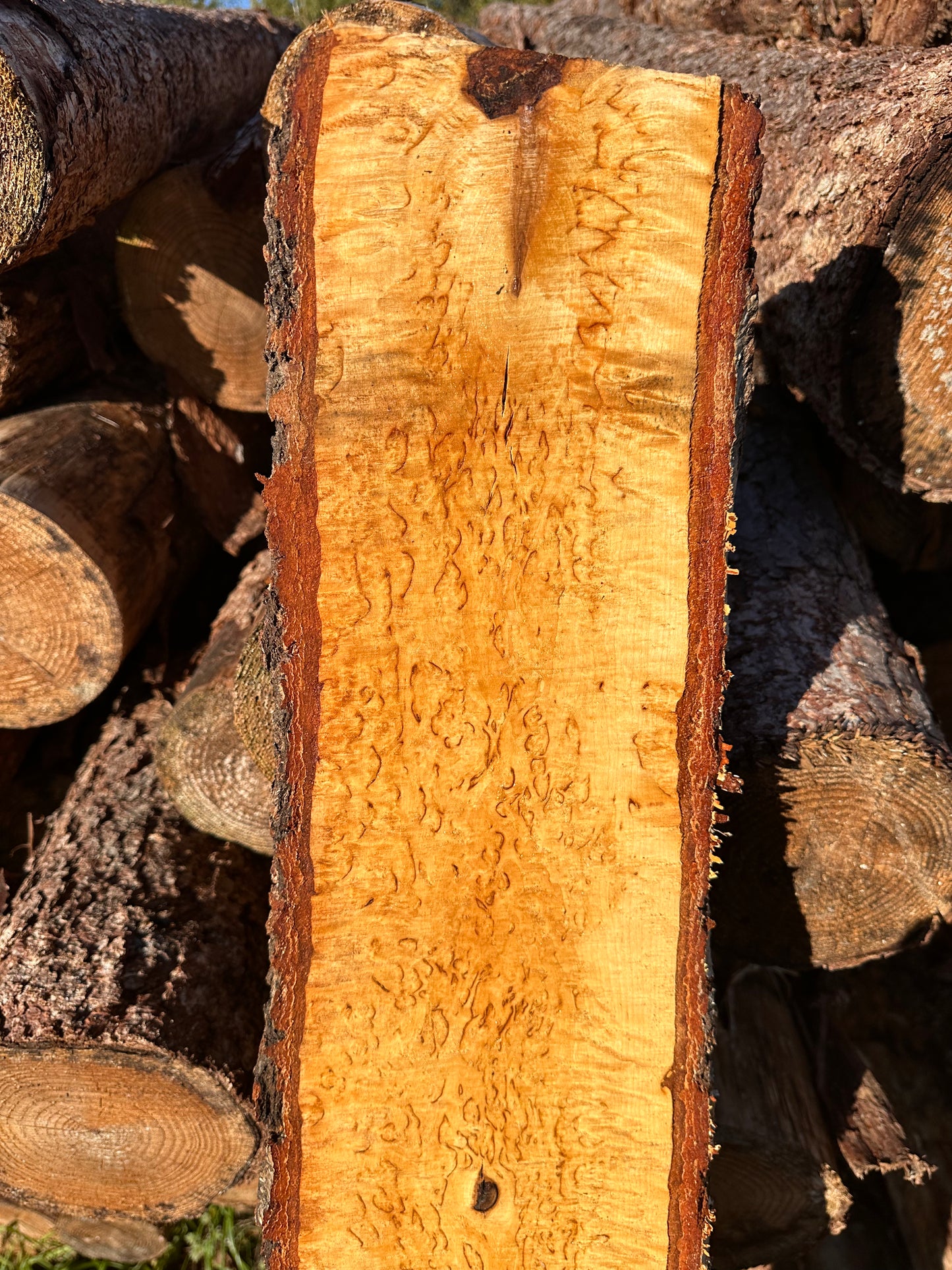 Curly Birch plank nr. 53