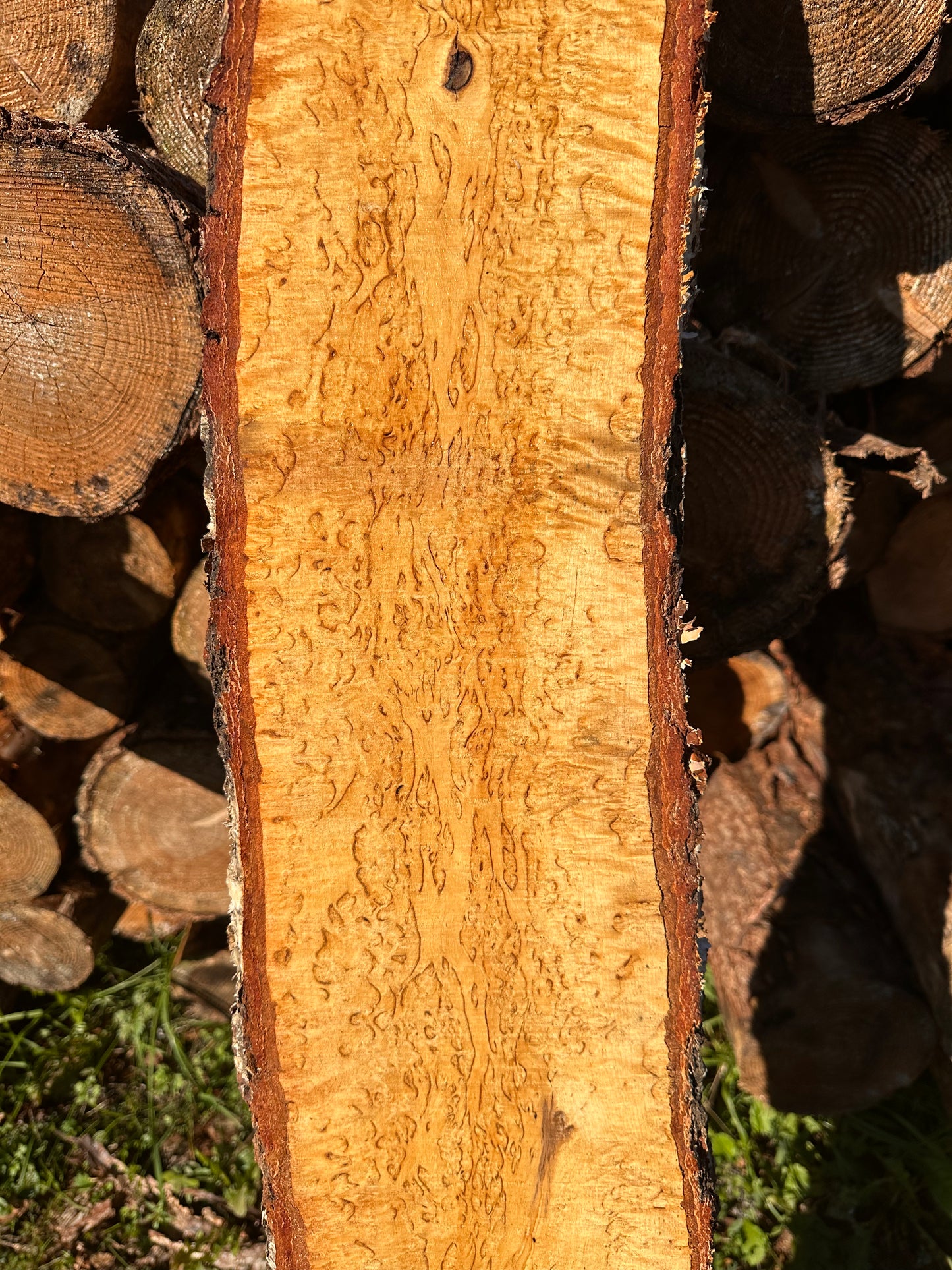 Curly Birch plank nr. 53