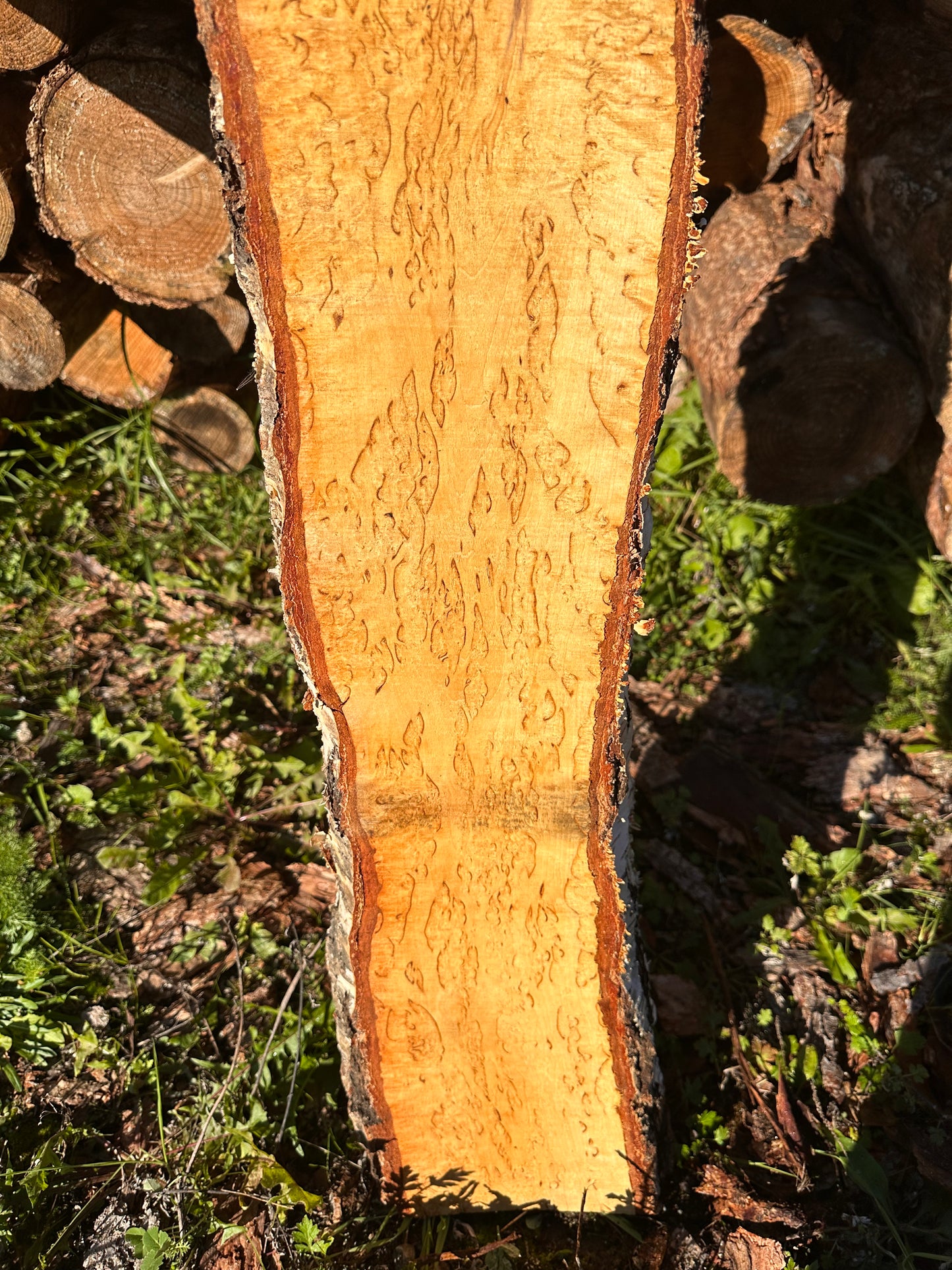 Curly Birch plank nr. 53