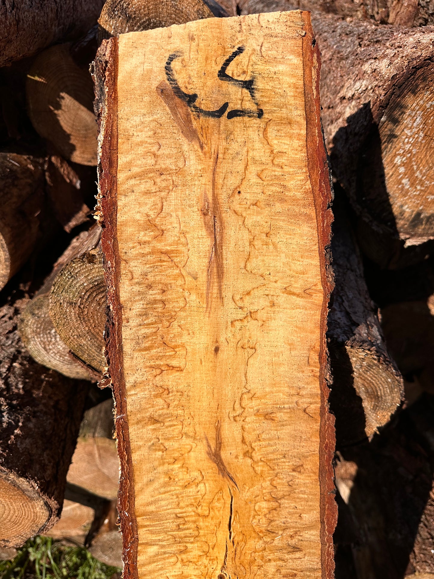 Curly Birch plank nr. 53