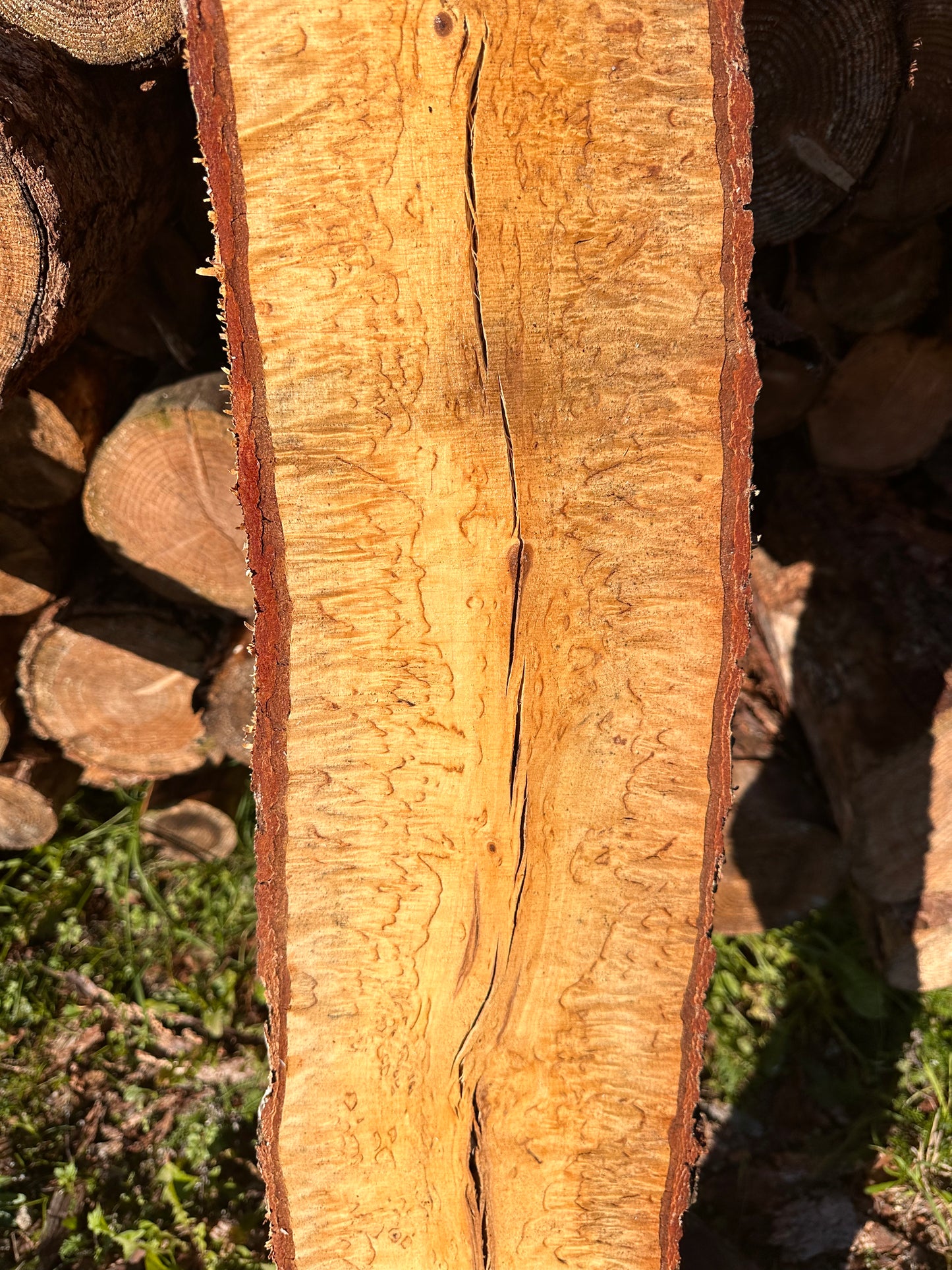 Curly Birch plank nr. 53