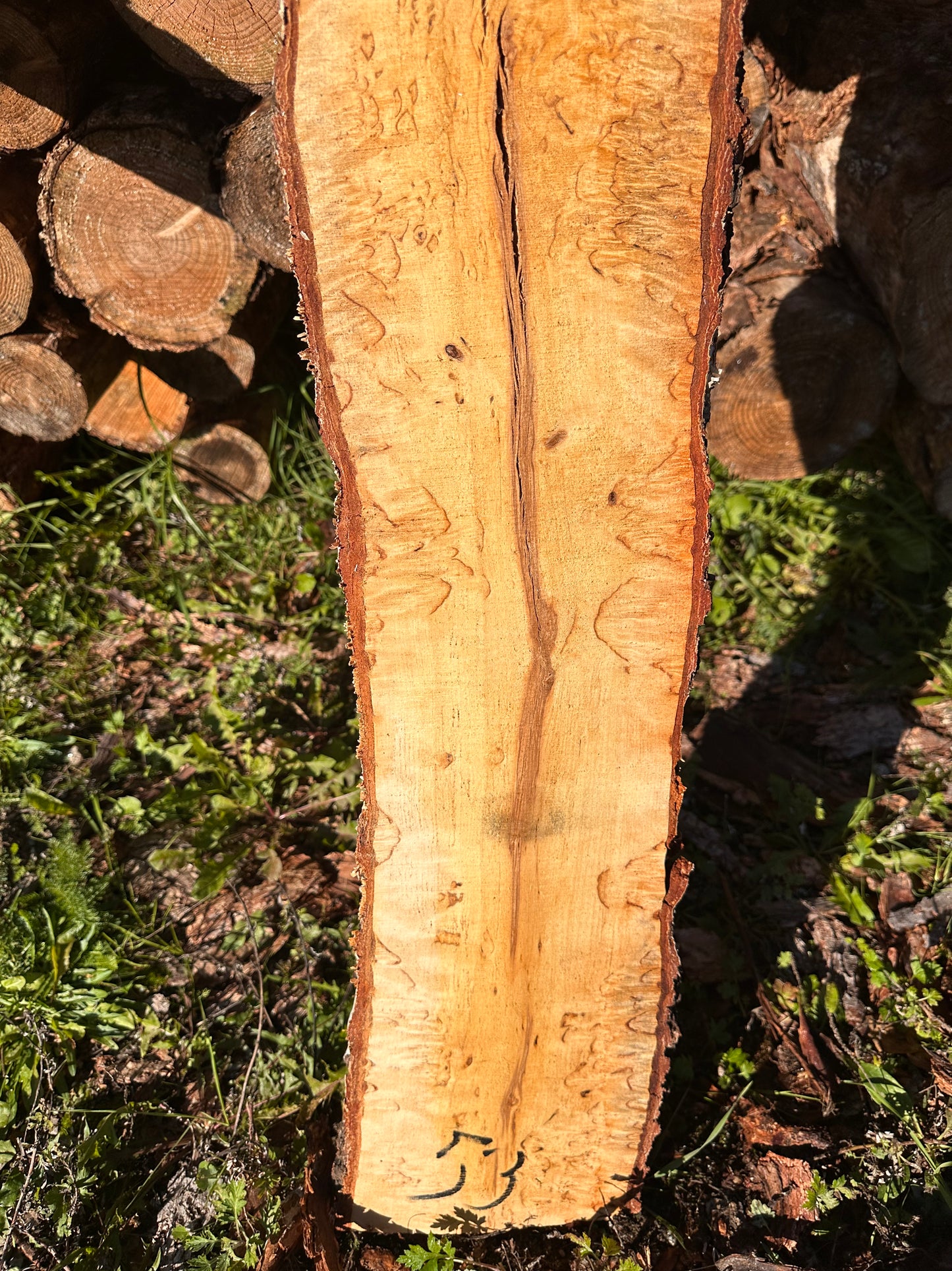 Curly Birch plank nr. 53