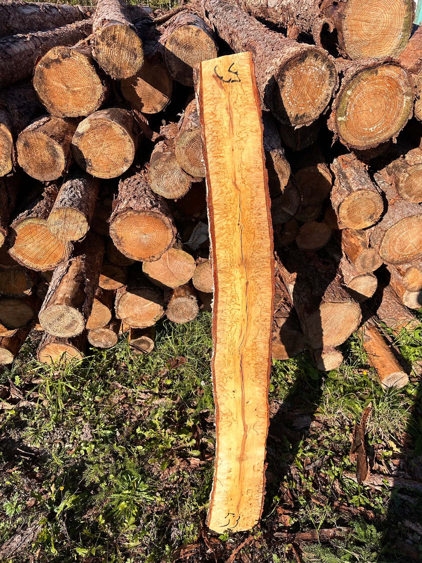 Curly Birch plank nr. 53