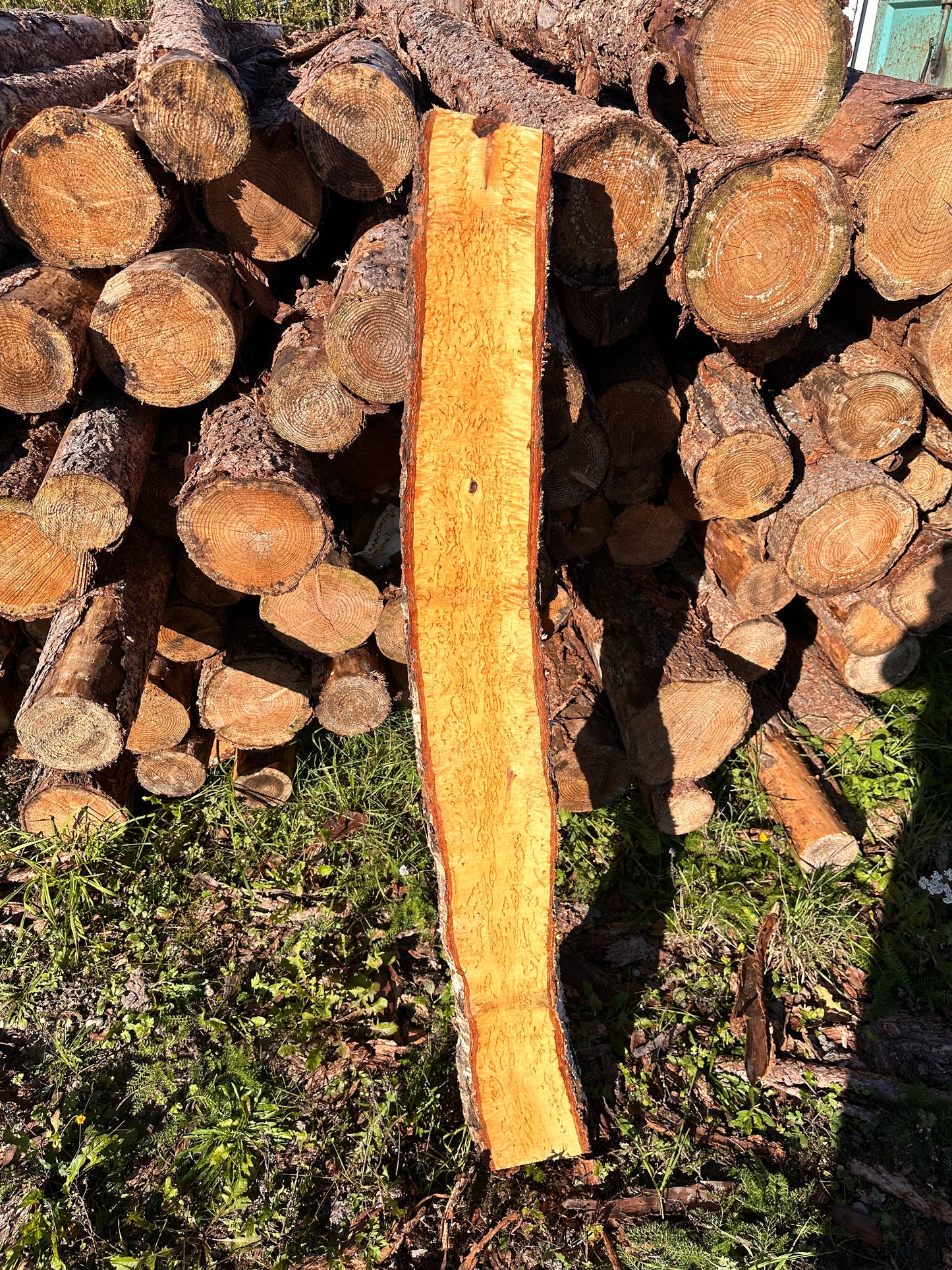 Curly Birch plank nr. 53